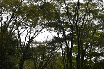 trees and sky