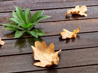 Flower that was born on the table with dried leaves around. Table with dry leaves and flower