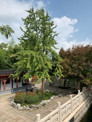 A tree surrounded by pavement within a park