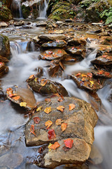 Red autumn leaf lying on wet mossy stone in rocky riverbed of mountain stream.