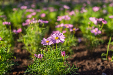 Pink Cosmos Flower In The Garden, Beautiful Pink Cosmos Flower With Sunlight On The Garden Background, Pink Cosmos Flower Field