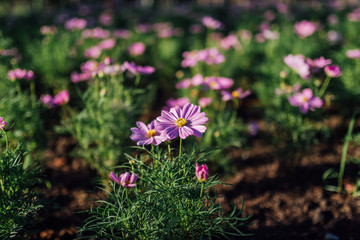 Obraz premium Pink Cosmos Flower In The Garden, Beautiful Pink Cosmos Flower With Sunlight On The Garden Background, Pink Cosmos Flower Field