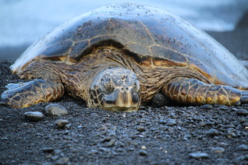Close up view of sleeping sea turtle