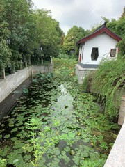 Fototapeta na wymiar Water lillies in a traditional asian garden
