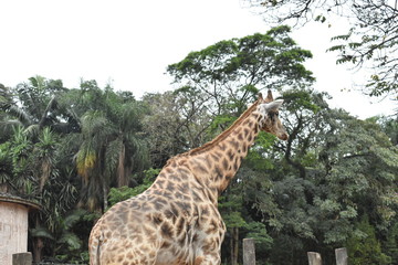 Obraz premium giraffe