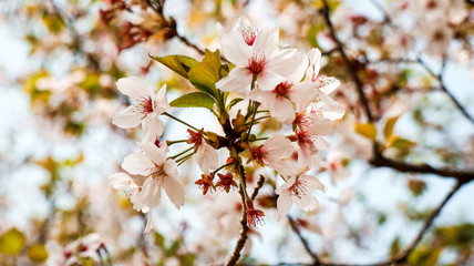 Cherry Blossoms in Full Bloom