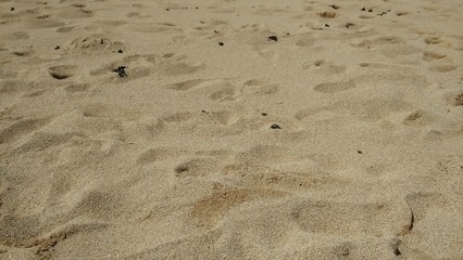 footprints in the sand