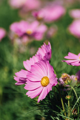 Obraz premium Pink Cosmos Flower In The Garden, Beautiful Pink Cosmos Flower With Sunlight On The Garden Background, Pink Cosmos Flower Field