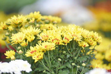 Close up of bunch flower yellow chrysanthemum beautiful texture background / chrysanthemum flowers blooming decoration festival celebration