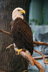 Fototapeta premium American Bald Eagle Perched on Tree Limb