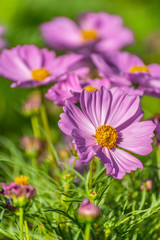 Obraz premium Różowy kwiat kosmosu w ogrodzie, piękny różowy kwiat kosmosu ze światłem słonecznym na tle ogrodu, różowy kwiat kosmosu pole