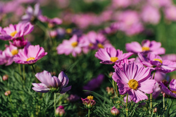 Fototapeta premium Pink Cosmos Flower In The Garden, Beautiful Pink Cosmos Flower With Sunlight On The Garden Background, Pink Cosmos Flower Field