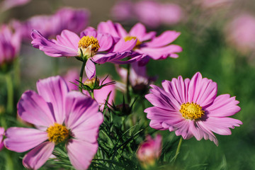 Obraz premium Pink Cosmos Flower In The Garden, Beautiful Pink Cosmos Flower With Sunlight On The Garden Background, Pink Cosmos Flower Field