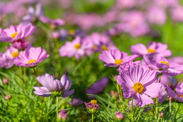 Obraz premium Pink Cosmos Flower In The Garden, Beautiful Pink Cosmos Flower With Sunlight On The Garden Background, Pink Cosmos Flower Field