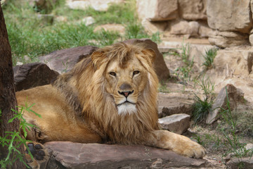 Male Lion Laying On Rock Cliff