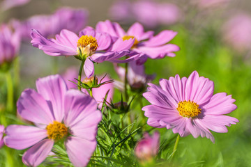 Fototapeta premium Pink Cosmos Flower In The Garden, Beautiful Pink Cosmos Flower With Sunlight On The Garden Background, Pink Cosmos Flower Field
