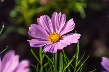 Fototapeta premium Pink Cosmos Flower In The Garden, Beautiful Pink Cosmos Flower With Sunlight On The Garden Background, Pink Cosmos Flower Field