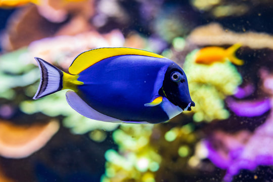 Colorful Coral Reef With Tropical Fish Powderblue Surgeonfish