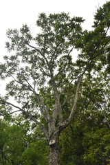 tree on blue sky