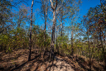 trees in the forest