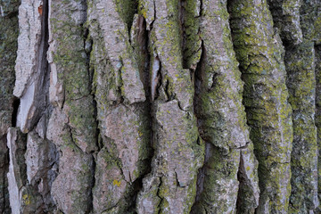 closeup of bark of a tree