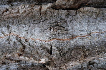 closeup of bark of a tree