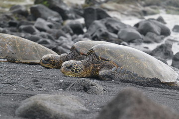 sea turtles on the beach