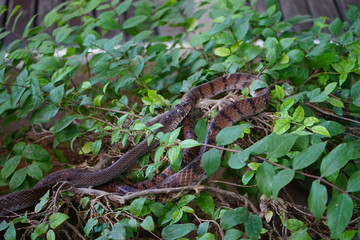 Two snakes on tree branch closed up image dangerous in the wild