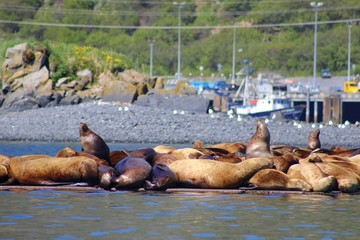 Sea Lion Rookery