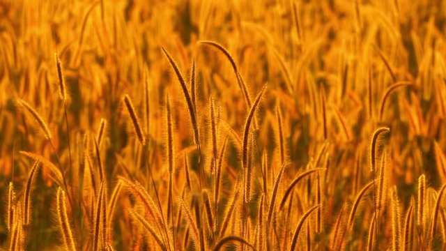 Mission grass flower or Pennisetum pedicellatum grass meadow sunset in the garden