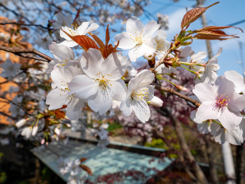 Wild cherry blossom - Cerasus jamasakura - are in bloom in Fukuoka city, JAPAN.