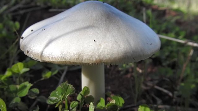 White poisonous mushroom , commonly known as the death cap, with blur background - morocco