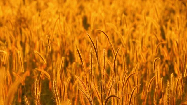 Mission grass flower or Pennisetum pedicellatum grass meadow sunset in the garden