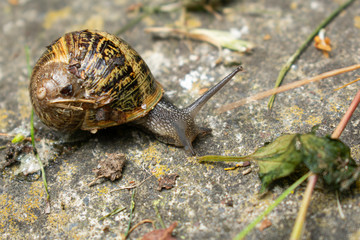 snail on grass