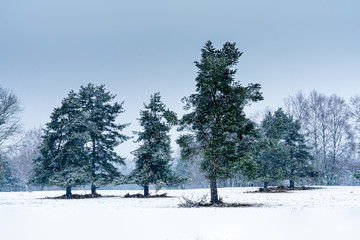 snow falling on fir forest, winter landscape