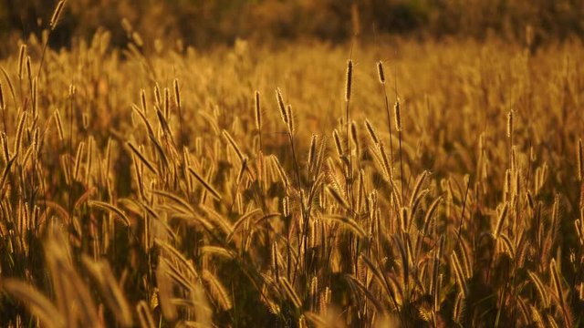 Mission grass flower or Pennisetum pedicellatum grass meadow sunset in the garden