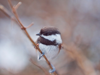 Portrait of a chestnut-backed chickadee