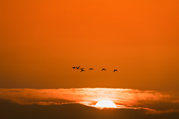 Fototapeta na wymiar 朝焼けの太陽と飛んでいる宮城伊豆沼渡り鳥
