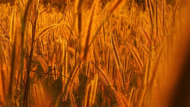 Mission grass flower or Pennisetum pedicellatum grass meadow sunset in the garden