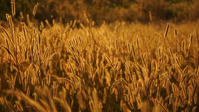 Mission grass flower or Pennisetum pedicellatum grass meadow sunset in the garden
