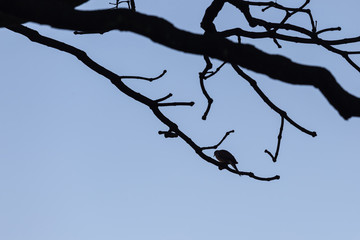 Fototapeta na wymiar birds silhouette and blue sky