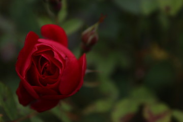 Underexposed Rose