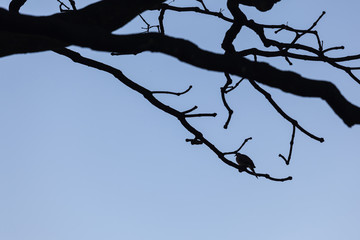 birds silhouette and blue sky