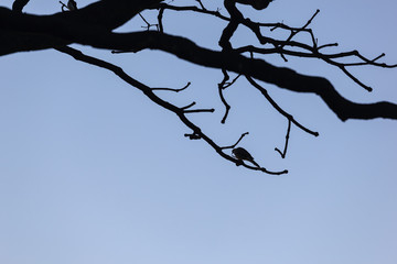 birds silhouette and blue sky