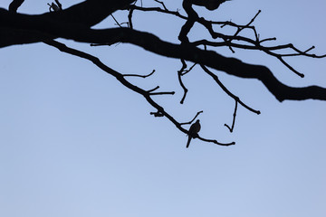 birds silhouette and blue sky