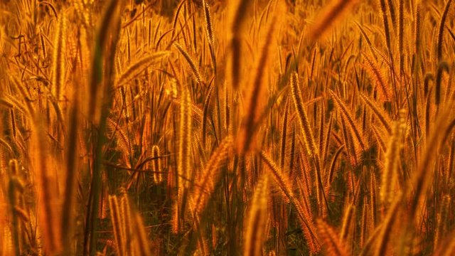 Mission grass flower or Pennisetum pedicellatum grass meadow sunset in the garden