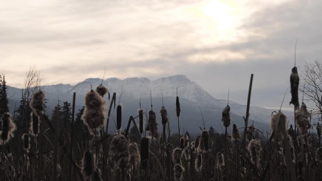 slow motion shot of silhouetted cattail plants with beautiful winter snow covered mountain in distance