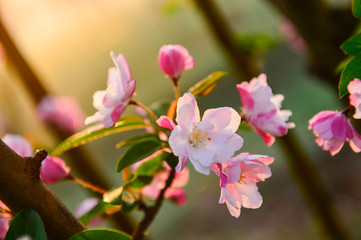 Fototapeta na wymiar Chinese flowering crab-apple in spring