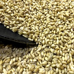 seed