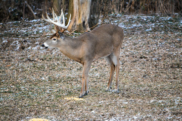Thor, Bitter Cold Day